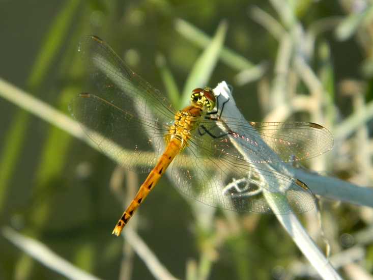 Sympetrum...??